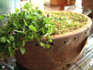 球根の寄せ植え