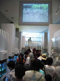 『里山の昆虫』展示エリア